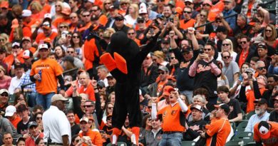 Oriole bird