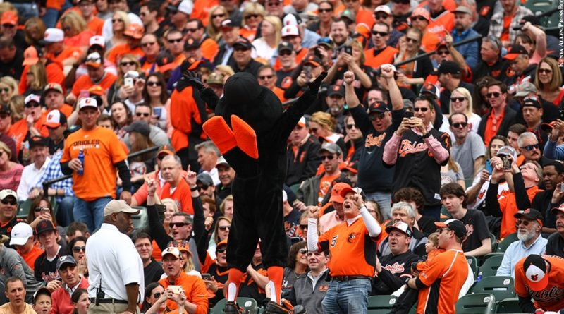 Oriole bird