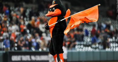 Oriole Bird