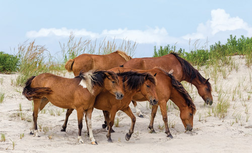 Maryland 5 Star at Fair Hill